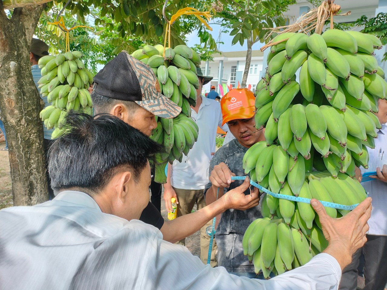 Ban tổ chức dùng thước dây đo số vòng thân giữa của buồng chuối, kết hợp với các tiêu chí theo quy định để công bố giải thưởng. Ảnh: Tân Lộc.