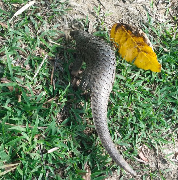 Cá thể tê tê Java được người dân phát hiện tại huyện Trần Văn Thời. Cá thể tê tê Java được người dân phát hiện tại huyện Trần Văn Thời.