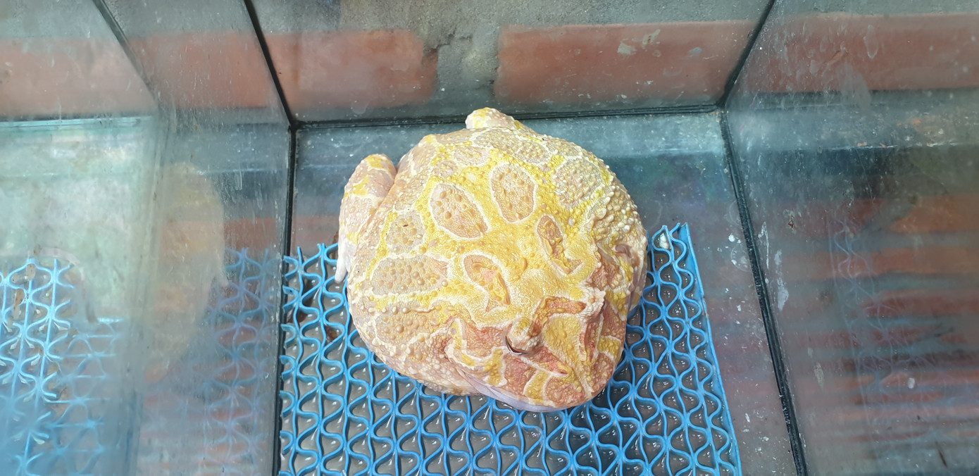 Không chỉ dừng lại ở việc mở quán cà phê kiếm thêm thu nhập để nuôi dưỡng đam mê, anh Đức còn thành lập câu lạc bộ chim săn mồi để gắn kết, chia sẻ, trao đổi kinh nghiệm nhân giống chim quý để đảm bảo số lượng cá thể ngoài tự nhiên.