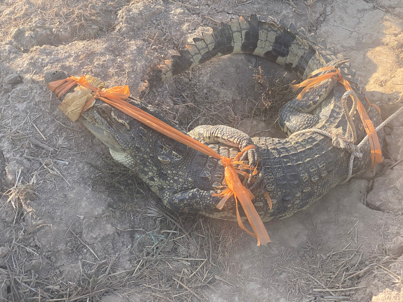 Con cá sấu vừa bị người dân ở ấp Cái Tràm A1 bắt được.