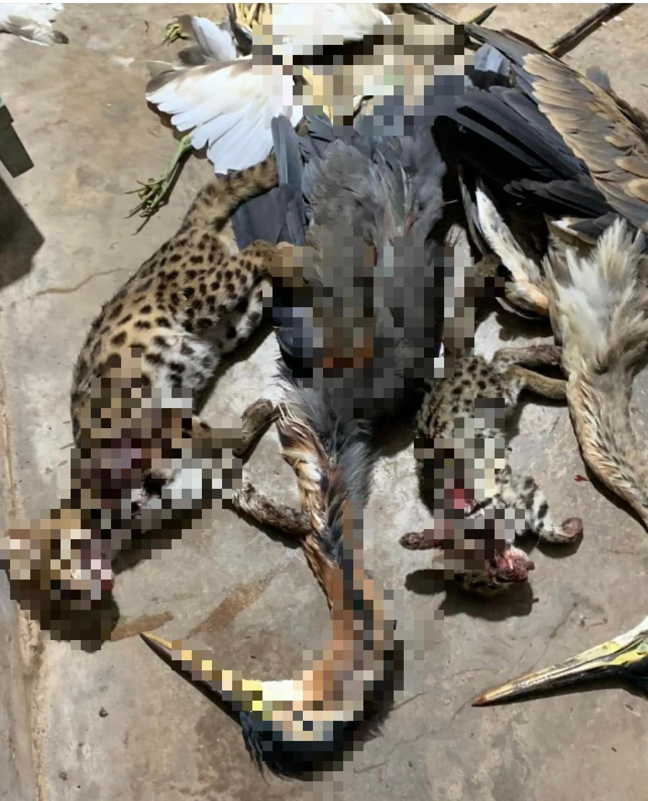 Chủ tài khoản khoe chiến tích săn bắt động vật hoang dã trên Facebook. (Ảnh chụp màn hình).