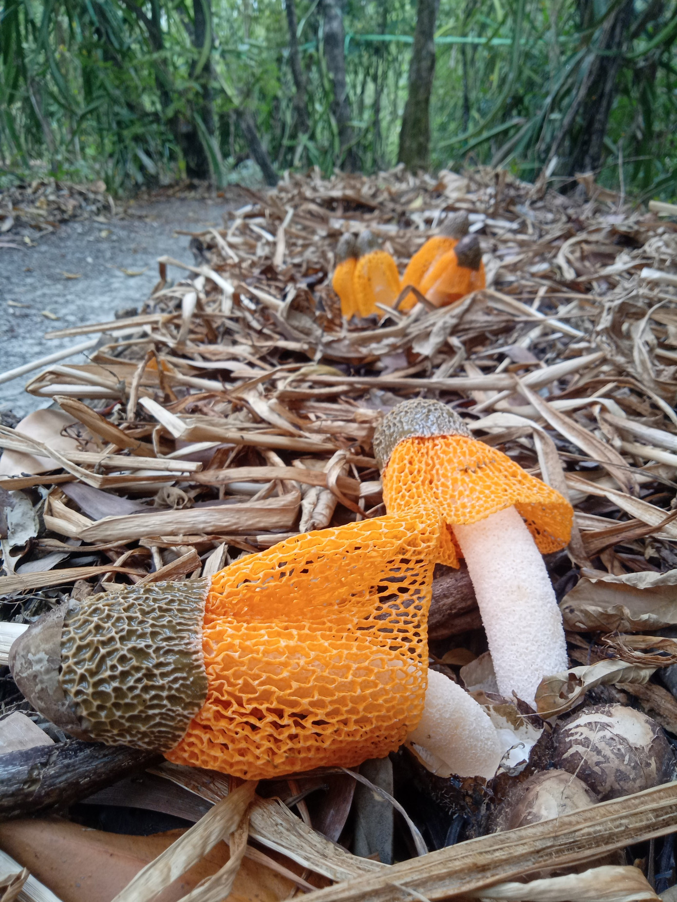 Với sự tìm tòi, chịu khó học hỏi, ông Mai Lam Phương đã trồng thành công loại nấm nữ hoàng. Trong thời gian tới, lão nông này định hướng tạo ra các sản phẩm dạng nấm khô, bột, rượu và tinh chất để cung ứng ra thị trường. Với sự tìm tòi, chịu khó học hỏi, ông Mai Lam Phương đã trồng thành công loại nấm nữ hoàng. Trong thời gian tới, lão nông này định hướng tạo ra các sản phẩm dạng nấm khô, bột, rượu và tinh chất để cung ứng ra thị trường.