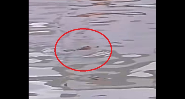 Hình ảnh cá sấu lan truyền trên mạng xã hội. Hình ảnh cá sấu lan truyền trên mạng xã hội.