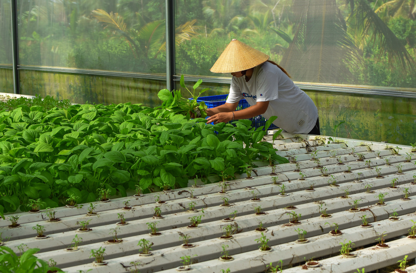 Ông Biển cho biết, đầu năm 2022, vì nhà neo đơn nên ông quyết định từ bỏ chức vụ giám đốc với mức lương hơn 20 triệu đồng/tháng để dành nhiều thời gian hơn chăm sóc cha mẹ già và gia đình.