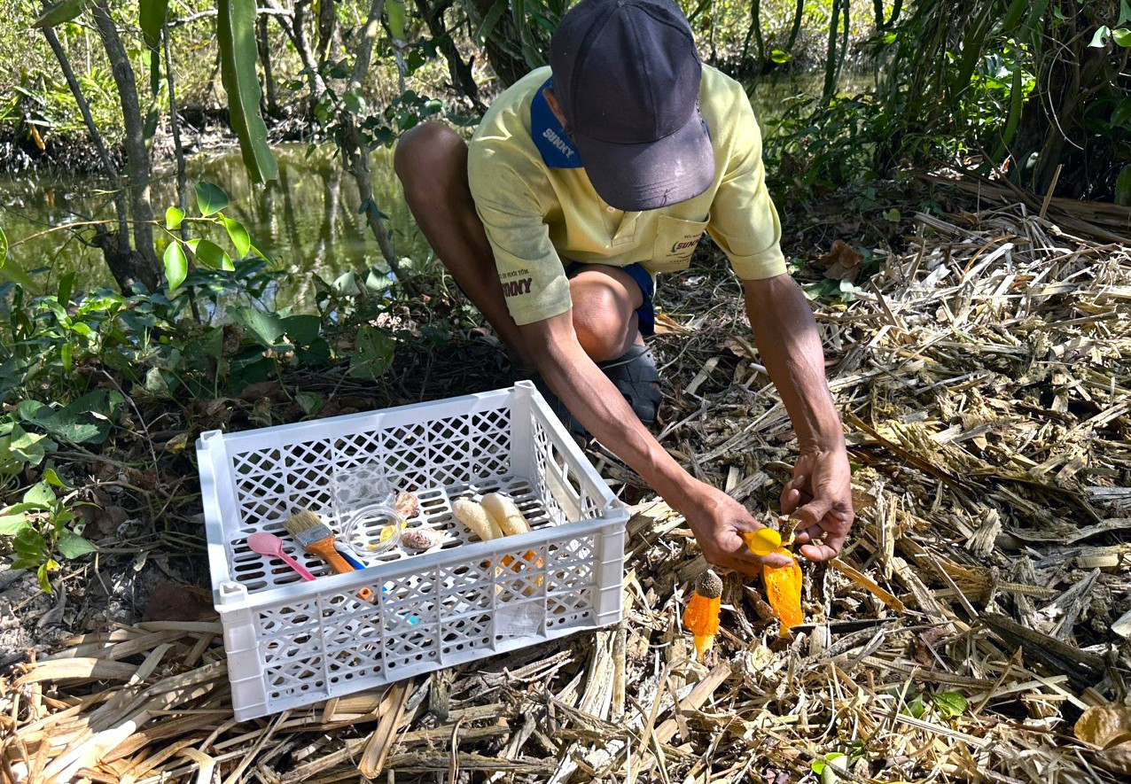 Nấm nữ hoàng là loại nấm quý và hiện chưa phổ biến trên thị trường. Tại Cà Mau cũng chưa ai trồng thương phẩm loại nấm này. Từ đó, ông Mai Lam Phương đã bỏ công sưu tầm và tìm cách trồng thành công 4 loại nấm lưới có màu sắc khác nhau là nấm lưới trắng, hồng, cam và đỏ, trên chính mảnh đất nuôi tôm của gia đình. Nấm nữ hoàng là loại nấm quý và hiện chưa phổ biến trên thị trường. Tại Cà Mau cũng chưa ai trồng thương phẩm loại nấm này. Từ đó, ông Mai Lam Phương đã bỏ công sưu tầm và tìm cách trồng thành công 4 loại nấm lưới có màu sắc khác nhau là nấm lưới trắng, hồng, cam và đỏ, trên chính mảnh đất nuôi tôm của gia đình.