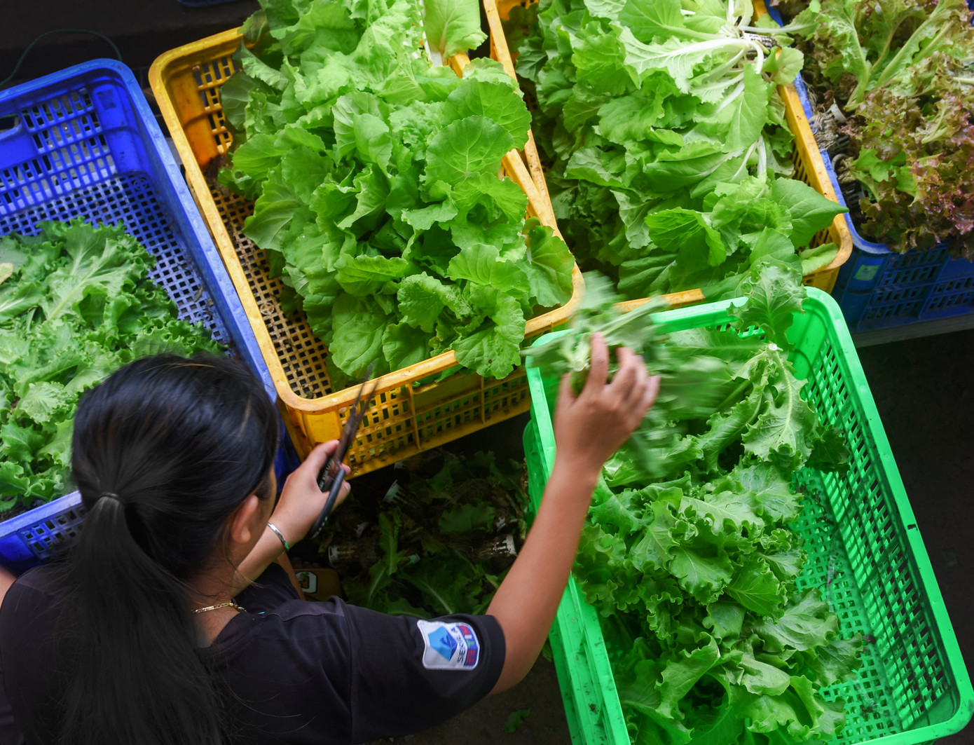 Sau khi ươm giống khoảng 10 ngày, ông Biển cho cây con lên giàn trồng, chăm sóc thêm một khoảng thời gian nhất định rồi thu hoạch. Các loại rau sau khi thu hoạch sẽ được đóng gói bán cho siêu thị, các bạn hàng tại chợ đầu mối phường 7, 2 (thành phố Cà Mau) với giá từ 27.000 đến 45.000 đồng/kg.