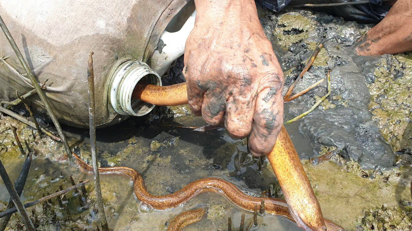 Mỗi ký lịch, ông Quyền bán được từ 100.000 đến 160.000 đồng. Trung bình mỗi ngày ông Bảy Quyền kiếm được từ 300.000 đến 400.000 đồng.