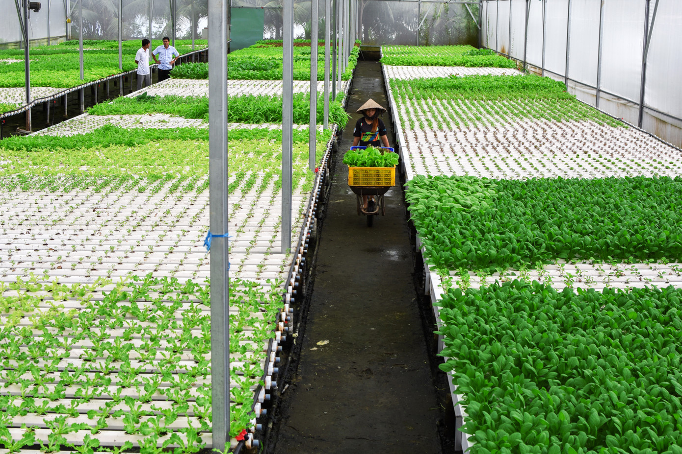 Hiện tại, trong khuôn viên vườn ông gieo trồng hơn 15 loại rau ăn lá, với lượng tiêu thụ ổn định cùng mức giá bán khá cao nên hàng tháng, vườn rau của ông Biển thu về gần 80 triệu đồng.