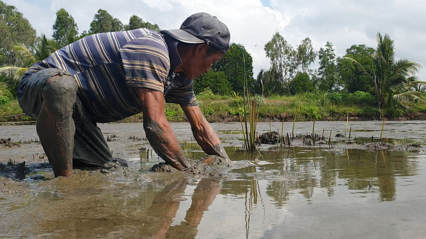Theo người lớn đi học nghề bắt lịch từ khi 10 tuổi, ông Bảy Quyền gắn bó và dùng nghề bắt lịch làm nghề chính, nuôi sống gia đình 7 miệng ăn.