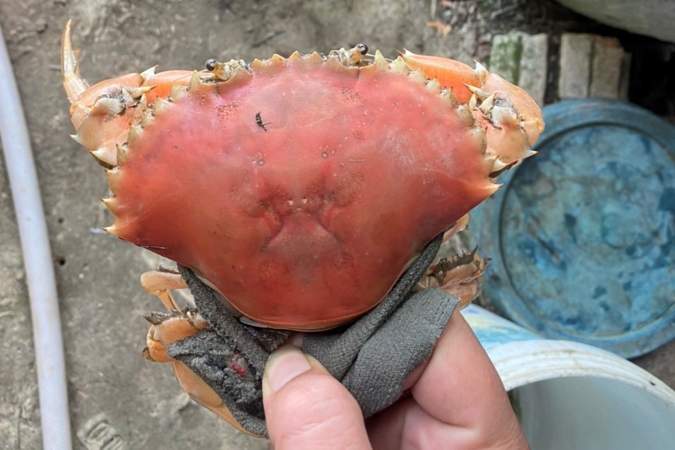 Con cua còn sống rất khoẻ mạnh có màu cam như đã luộc chín.