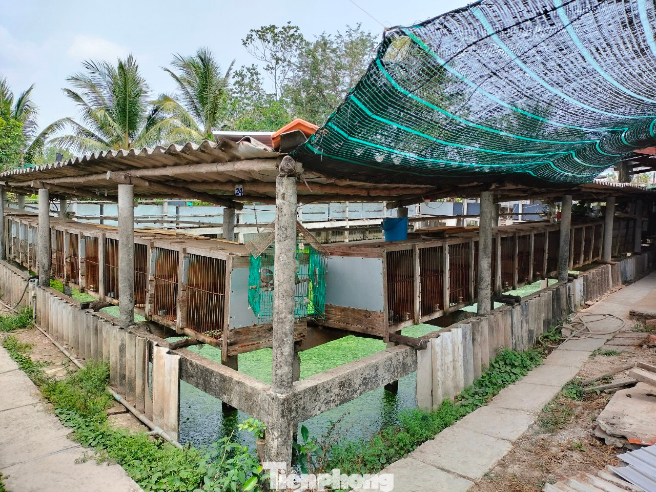 Người nuôi chồn mất ăn mất ngủ trong suốt mấy năm qua. Người nuôi chồn mất ăn mất ngủ trong suốt mấy năm qua.