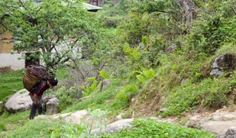 Sự thật về dấu vết người tuyết ở Hymalaya ảnh 1