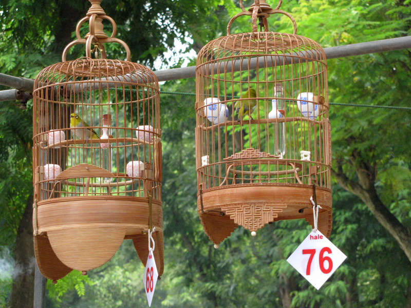 Hai chú chim gây tranh cãi trong vòng đấu loại trực tiếp tại hội thi