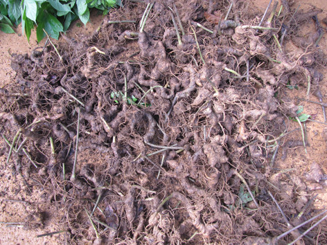 Sâm Ngọc Linh thật. Sâm Ngọc Linh thật