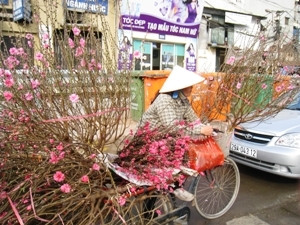 Gò lưng trên chiếc xe đạp cũ mèm, chất xung quanh là mấy chục cành bích đào