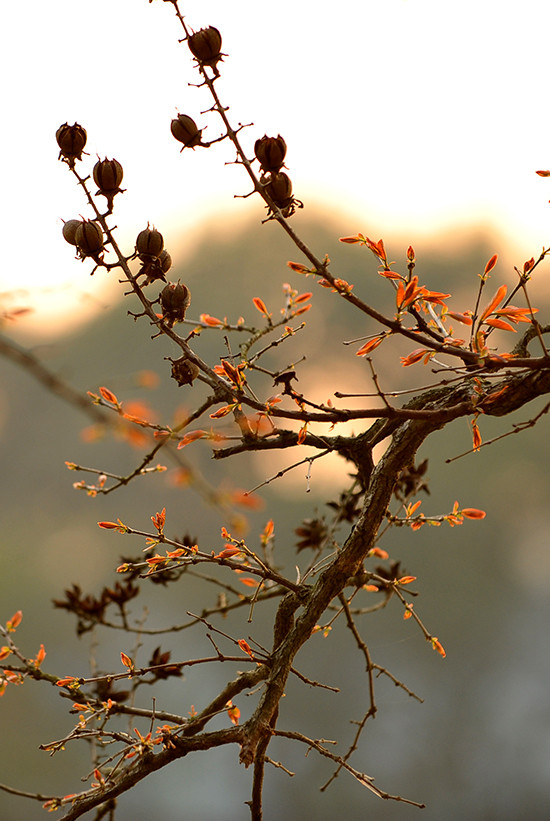 Giới trẻ Hà thành rộn ràng tạo dáng với sắc đỏ bằng lăng ảnh 9