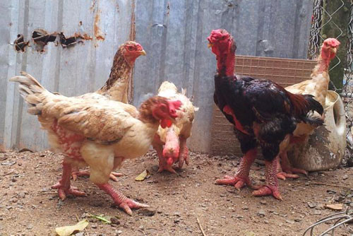 Giá thịt gà Đông Tảo loại rẻ nhất được bán buôn tại chuồng cũng phải từ 250000-350.000 đồng/kg