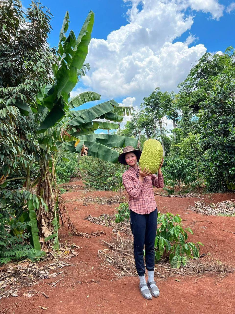 Về quê hái mít.