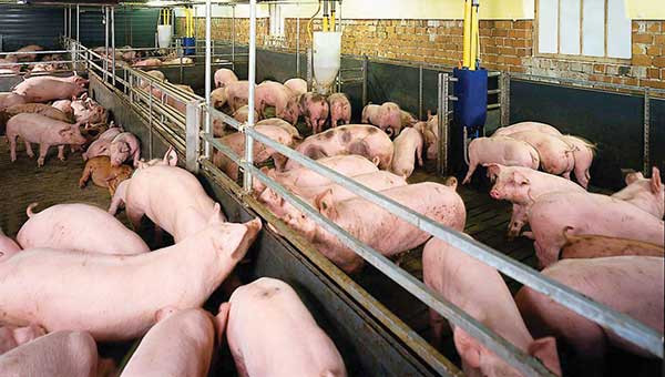 Mở rộng các chuỗi cung ứng nông sản an toàn ảnh 1