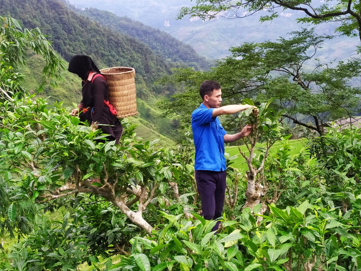 Lý Văn Minh cùng với người dân hái chè cổ thụ Lý Văn Minh cùng với người dân hái chè cổ thụ