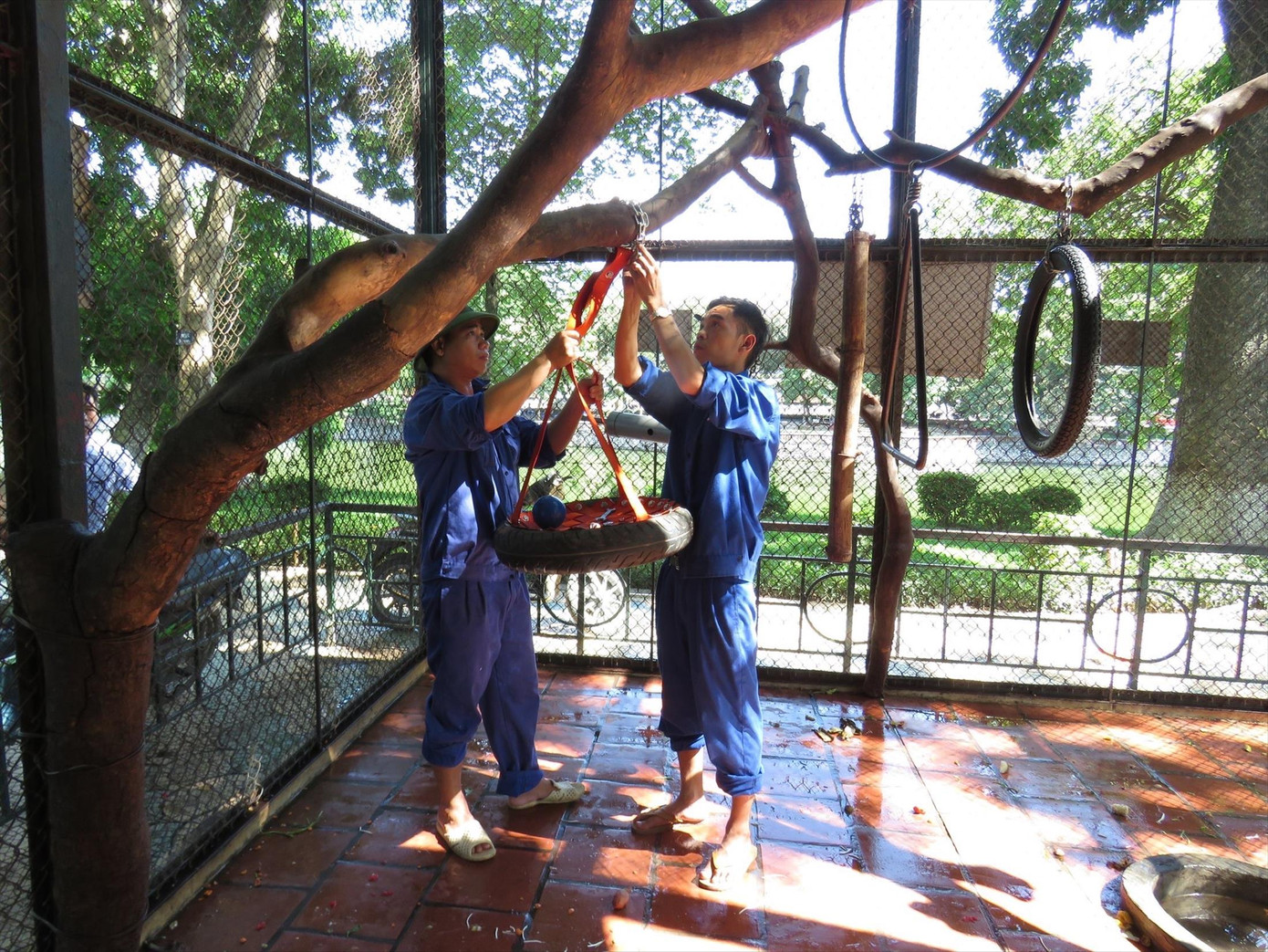 Nhân viên của Trung tâm Cứu hộ ĐVHD Hà Nội đang lắp đặt đồ làm giàu trong chuồng khỉ