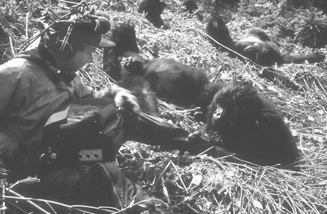 Bernie Krause ghi âm đàn khỉ đột