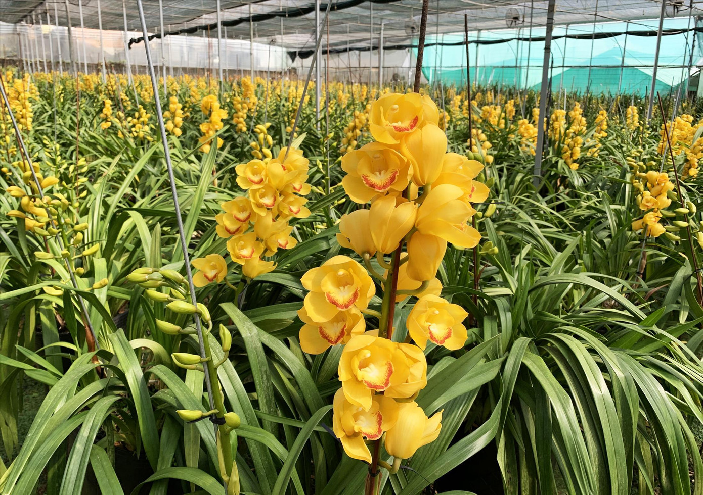 Địa lan Đà Lạt nở hoa vàng rực trước Tết khiến nhà vườn thất thu