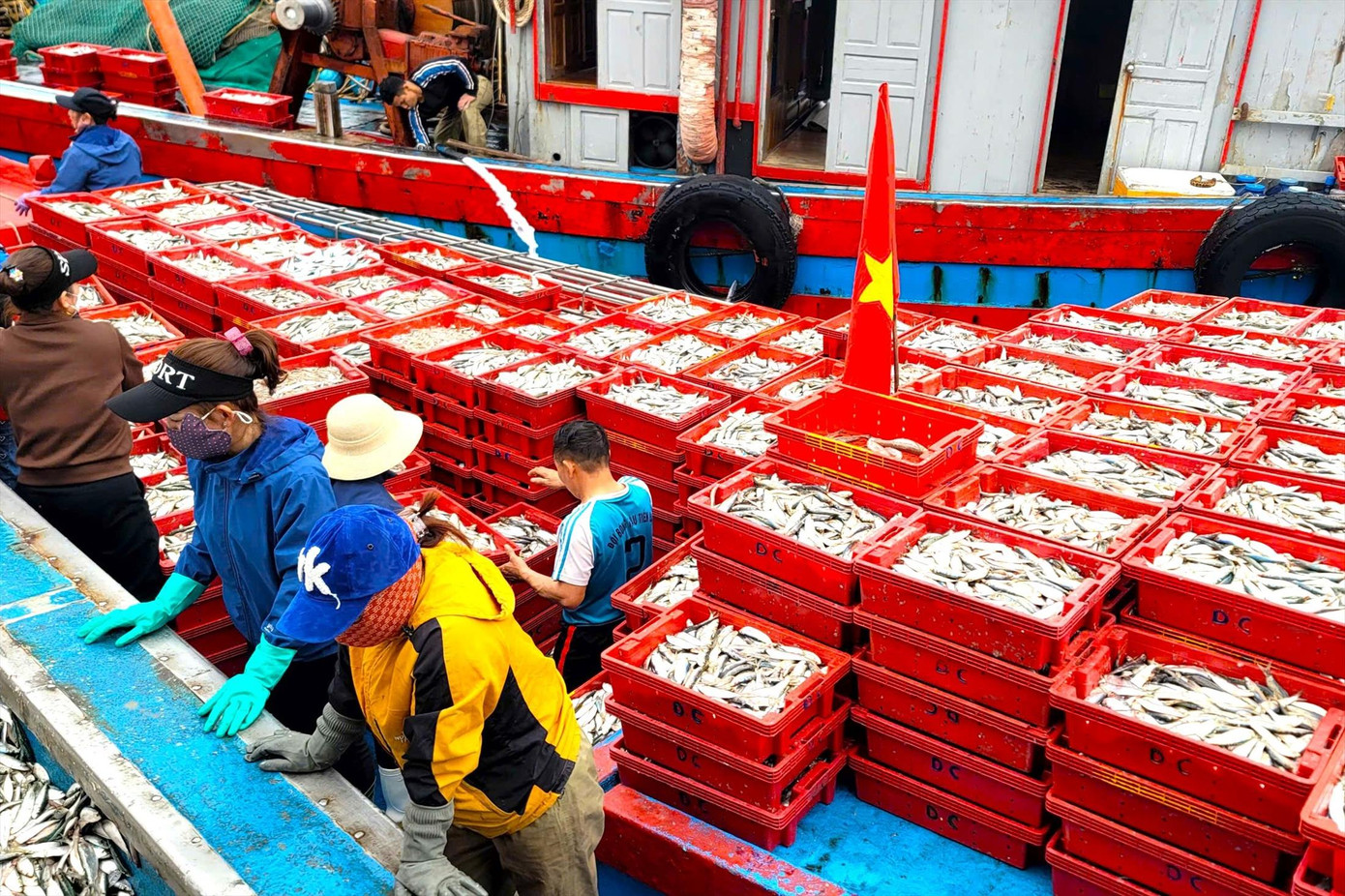 Ngư dân Nghệ An liên tiếp trúng đậm “lộc biển” đầu năm Ngư dân Nghệ An liên tiếp trúng đậm “lộc biển” đầu năm