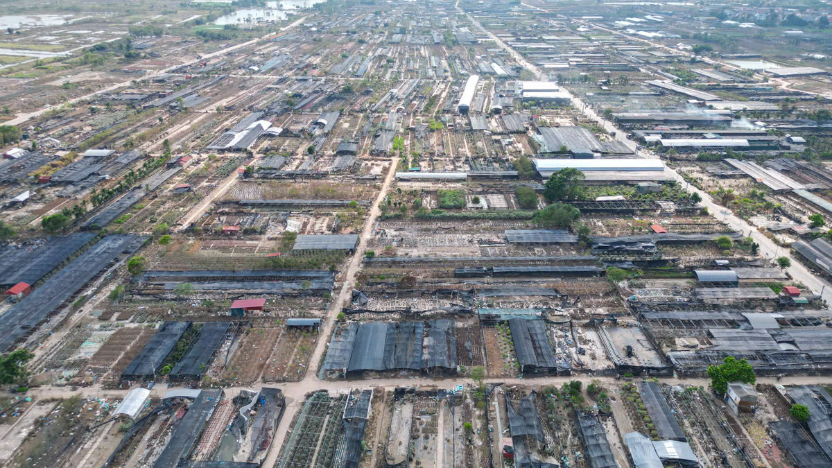 Cảnh hoang tàn của làng cây cảnh lớn nhất miền Bắc Cảnh hoang tàn của làng cây cảnh lớn nhất miền Bắc