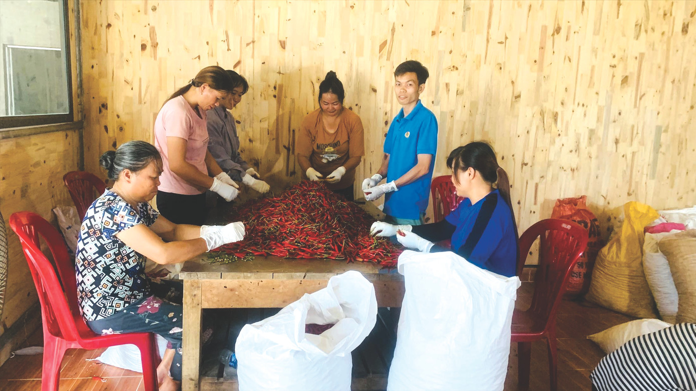 Anh Võ cùng bà con nông dân thu hoạch, lựa chọn ớt chất lượng cao để đưa ra thị trường Anh Võ cùng bà con nông dân thu hoạch, lựa chọn ớt chất lượng cao để đưa ra thị trường