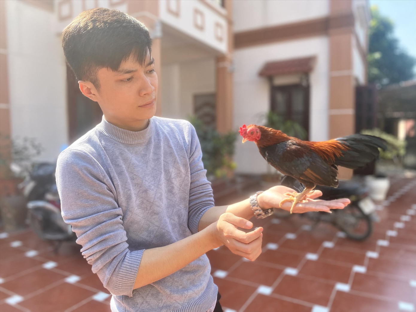 Một trong những cá thể gà tre Bắc đẹp nhất tại trại gà của Quyết, với bộ lông đen tuyền ánh tím và lam