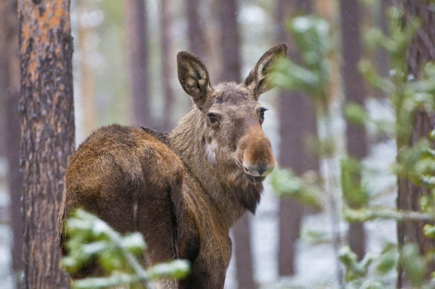 Năm ngoái, 9 triệu người đã theo dõi đàn nai sừng tấm di cư