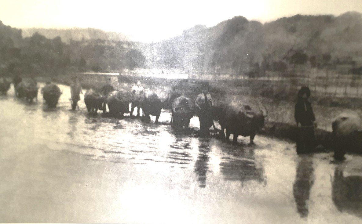 Người dân trên cánh đồng Mường Thanh