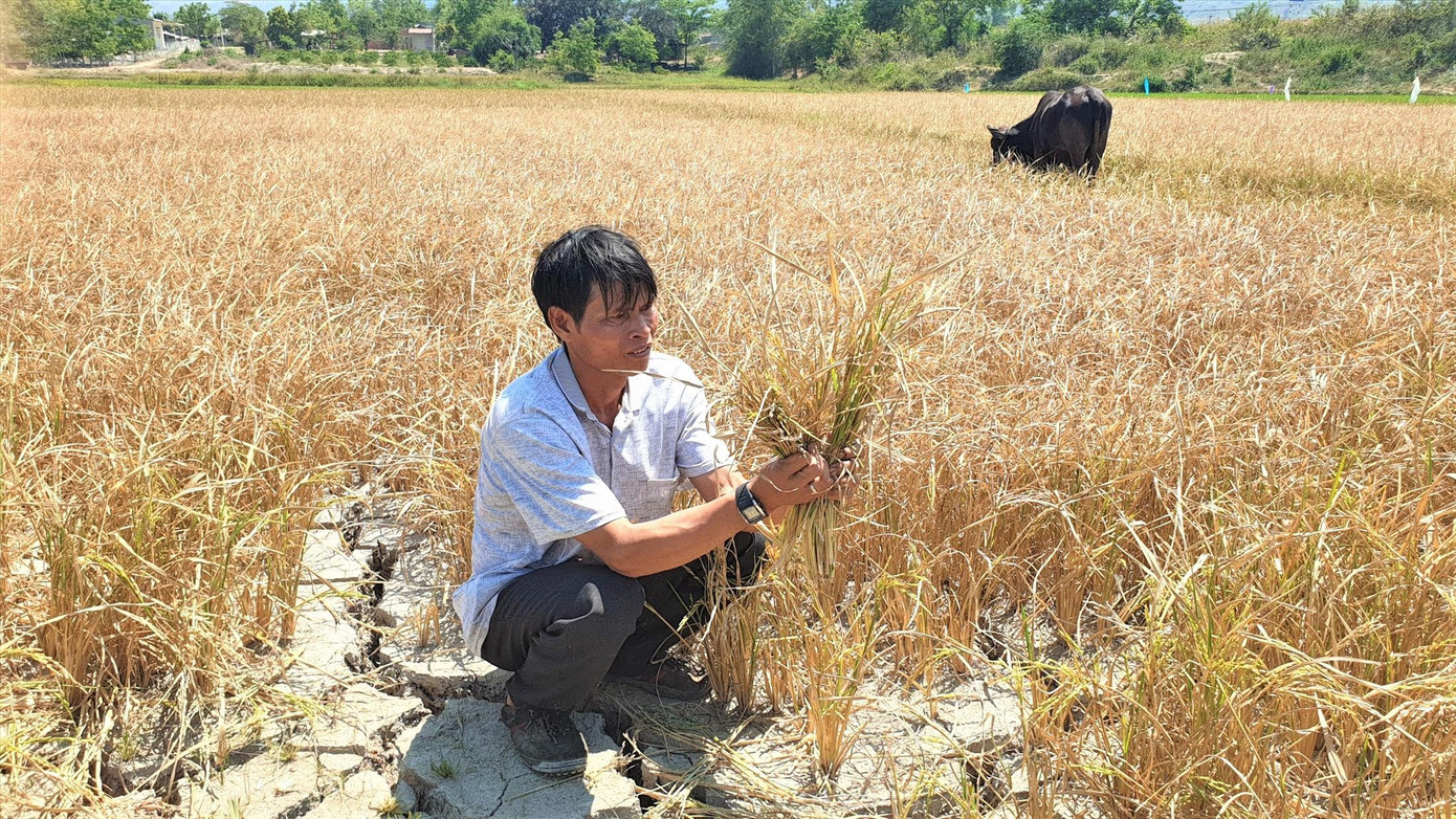Nông dân huyện Krông Bông (Đắk Lắk) thất thu vụ lúa vì thời tiết