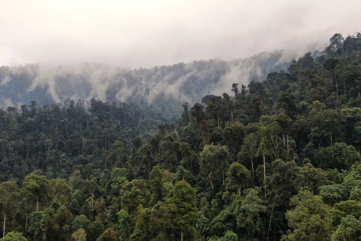 Những cánh rừng nguyên sinh tại khu bảo tồn thiên nhiên Nà Hẩu được bà con bảo vệ nghiêm ngặt