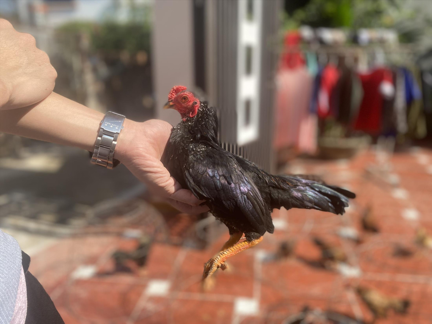 Cá thể gà tre Bắc có bộ lông đẹp, không bị lem màu