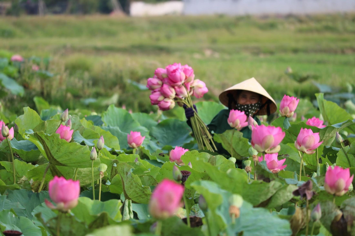Người dân xã Kim Liên thu hoạch sen. Người dân xã Kim Liên thu hoạch sen.