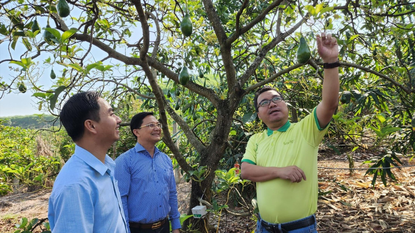 Anh Đặng Dương Minh Hoàng (bìa phải) nói về cách chăm sóc bơ Anh Đặng Dương Minh Hoàng (bìa phải) nói về cách chăm sóc bơ