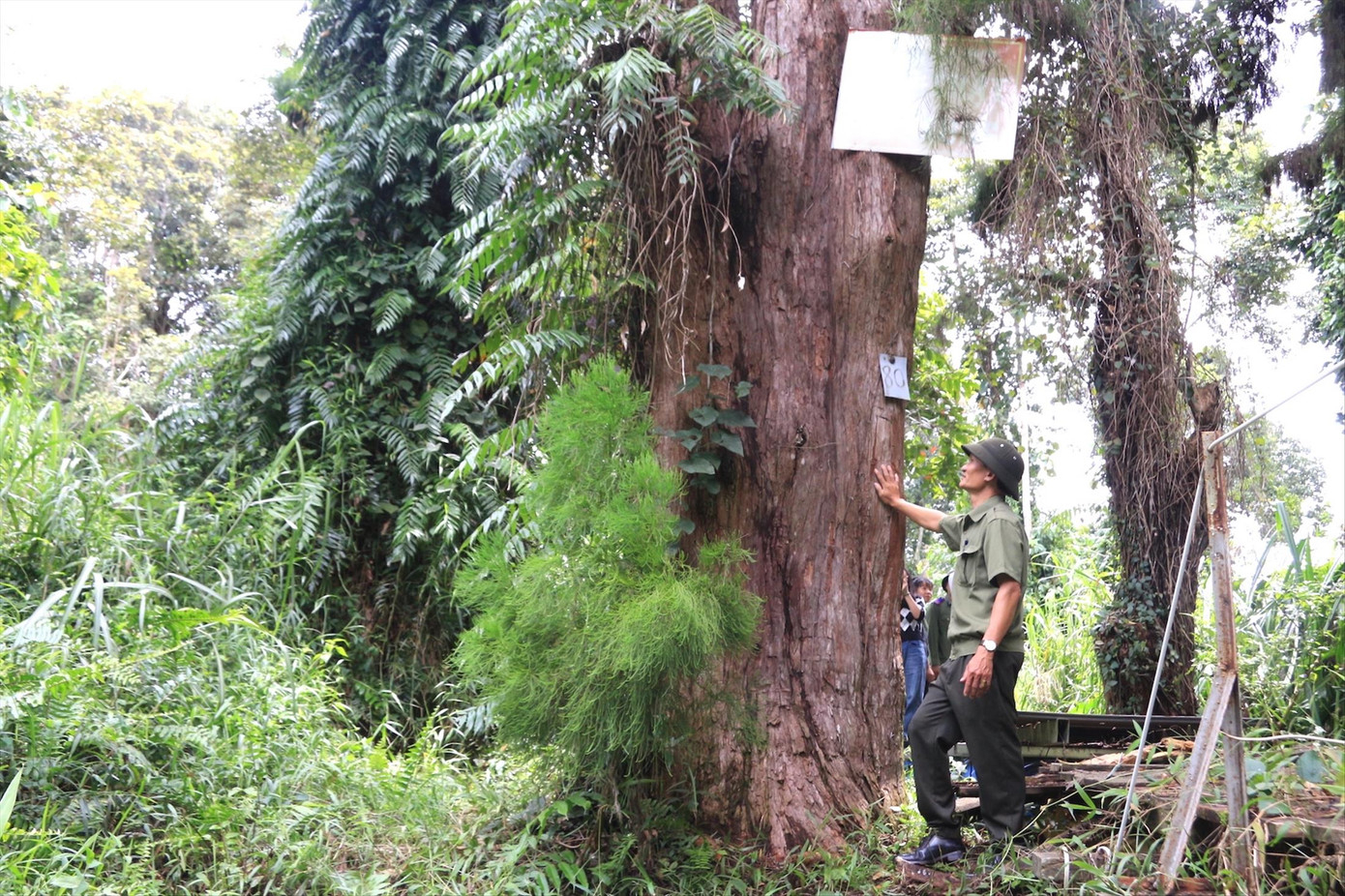 Cây thủy tùng gần 700 tuổi