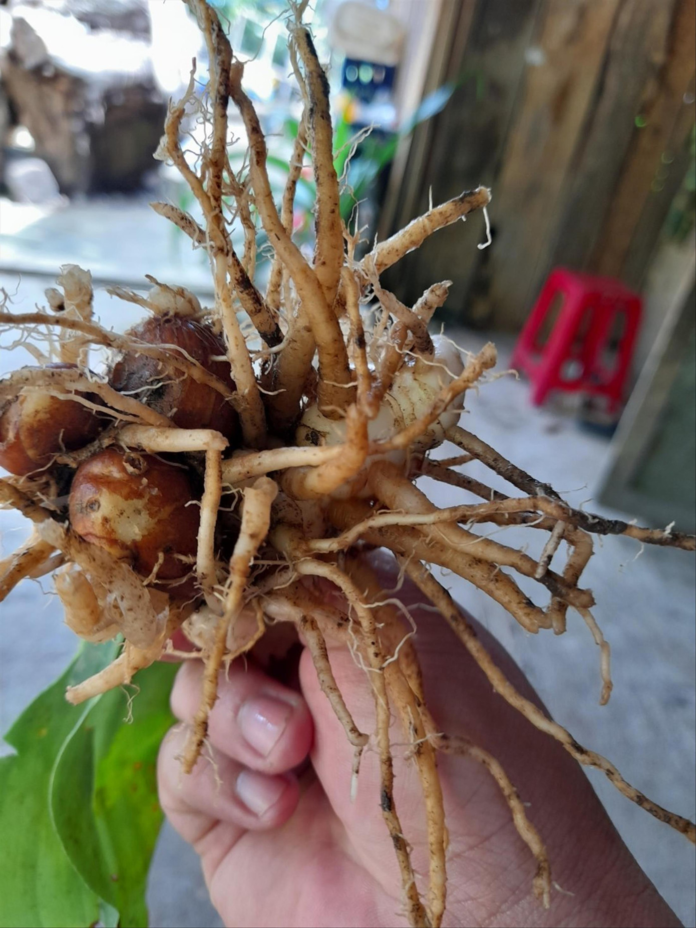 Củ tam thất sau một năm Ảnh: T.Q