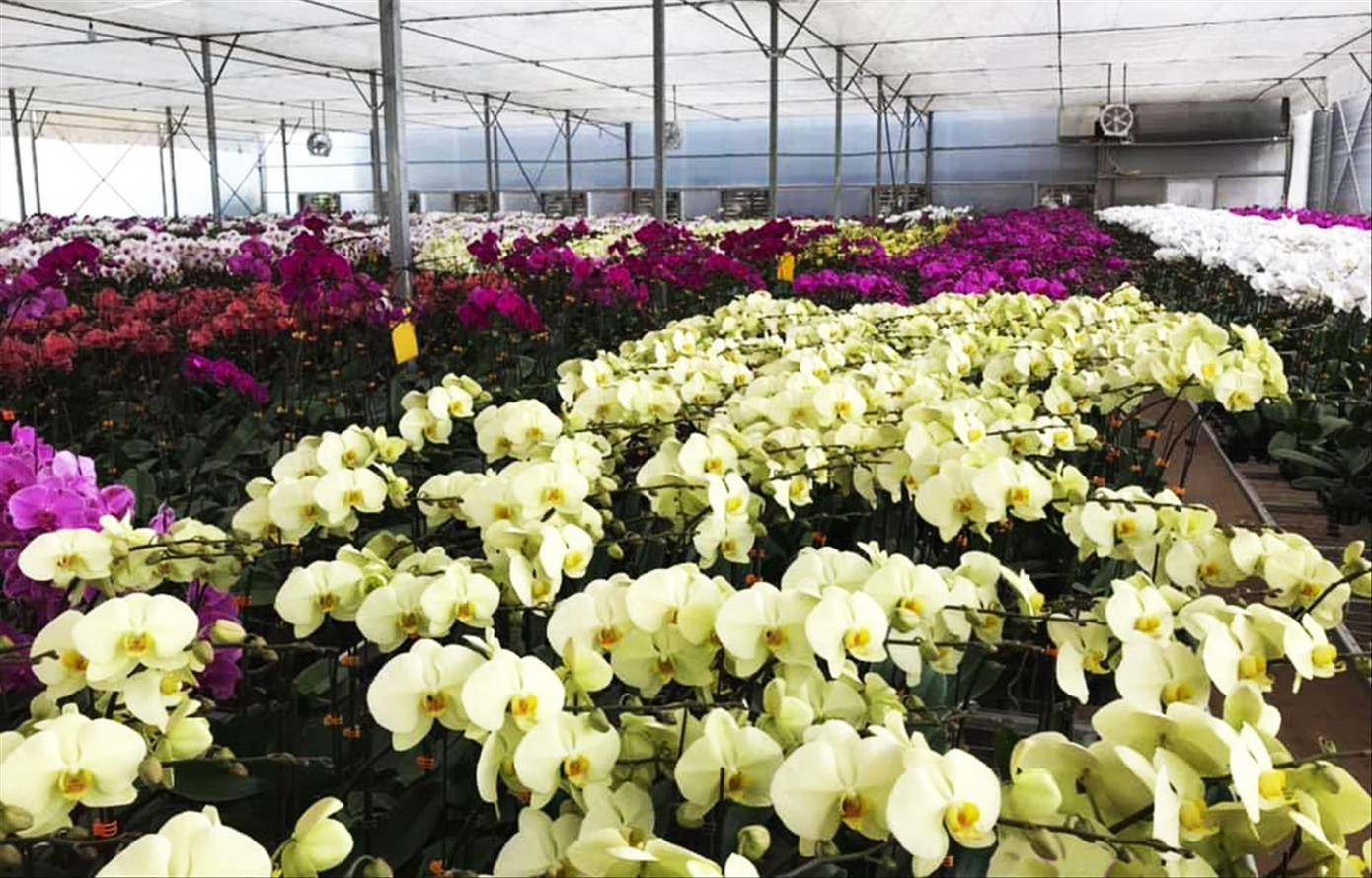 Lan hồ điệp trồng trong nhà kính tại Lâm Đồng