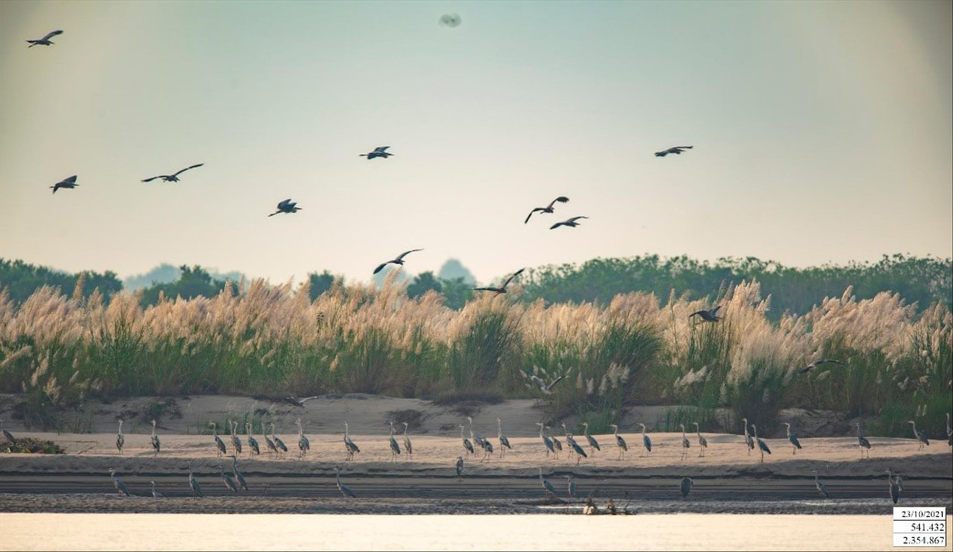 Đàn diệc xám ở bãi sông Hồng - khu vực xã Phú Cường, Ba Vì, Hà Nội Ảnh: CCD Đàn diệc xám ở bãi sông Hồng - khu vực xã Phú Cường, Ba Vì, Hà Nội Ảnh: CCD