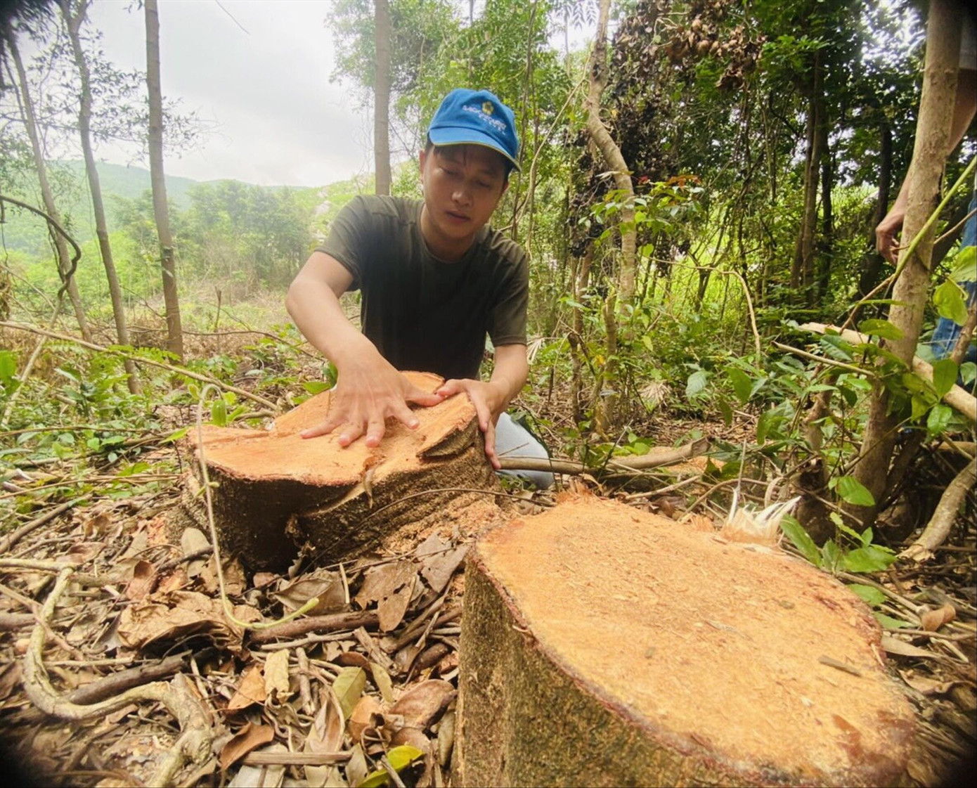 Nhiều cây gỗ lớn bị đốn hạ để nhường đất trồng keo Nhiều cây gỗ lớn bị đốn hạ để nhường đất trồng keo