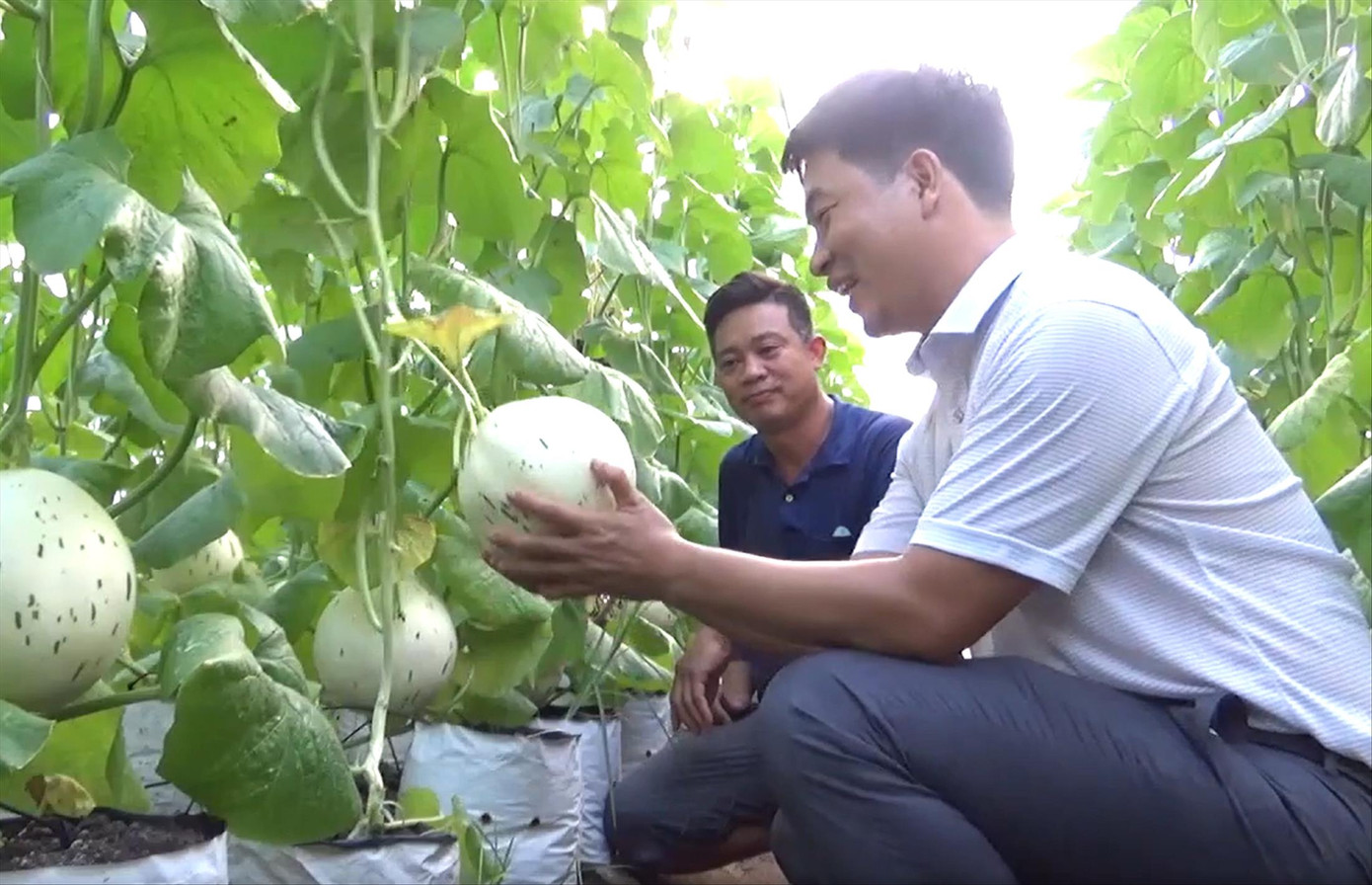 Anh Quyết (áo trắng) giới thiệu mô hình trồng dưa lưới Anh Quyết (áo trắng) giới thiệu mô hình trồng dưa lưới