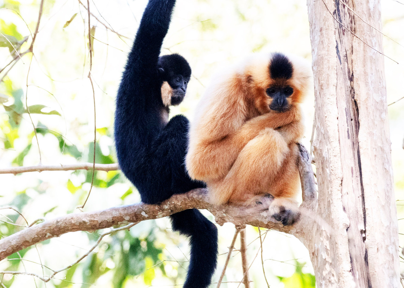 Vượn đen má vàng ở VQG Cát Tiên.ảnh: ANDY