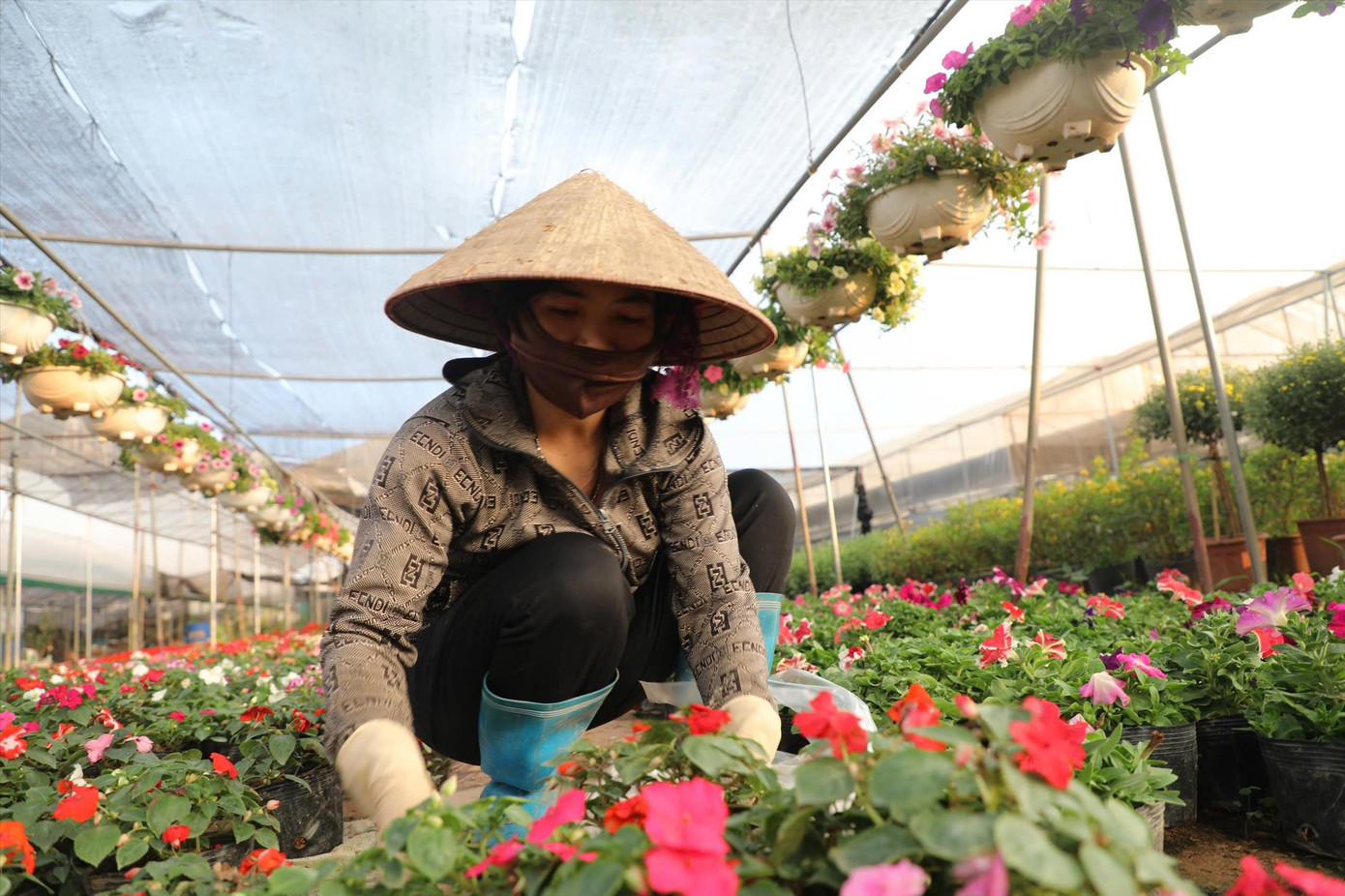 Chị Trần Thị Hồng Nhung đang chăm sóc vườn hoa của mình hy vọng vào vụ Tết Chị Trần Thị Hồng Nhung đang chăm sóc vườn hoa của mình hy vọng vào vụ Tết