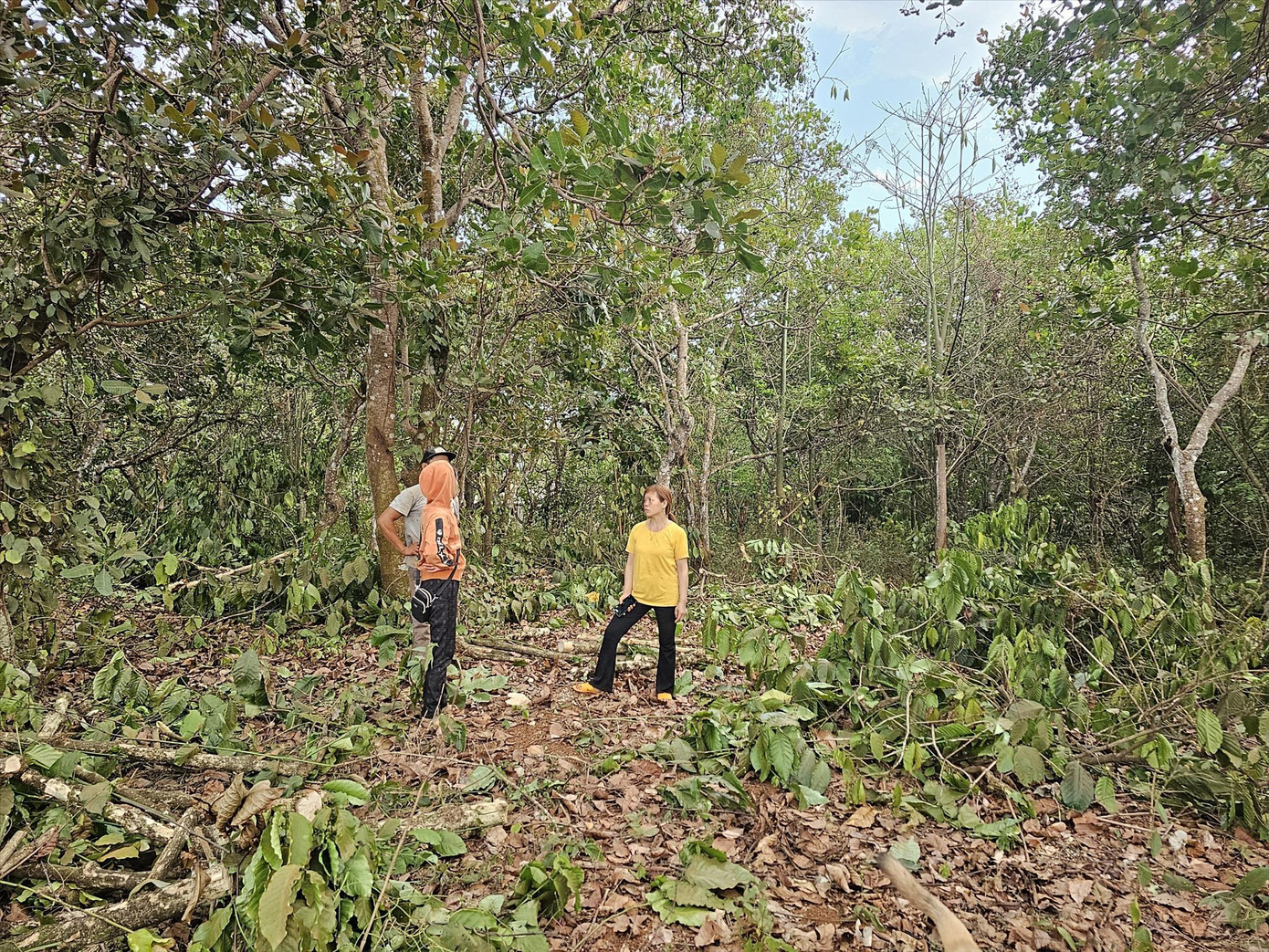Cây trồng phải chặt bỏ để giao mặt bằng Cây trồng phải chặt bỏ để giao mặt bằng