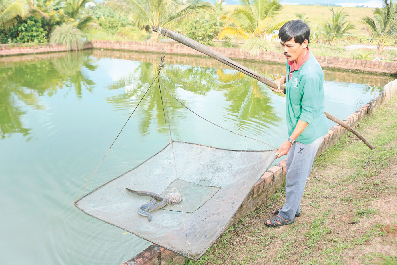 Mỗi năm, ông Trần Văn Đoàn thu về lợi nhuận hơn 1 tỷ đồng nhờ mô hình nuôi cá chình Mỗi năm, ông Trần Văn Đoàn thu về lợi nhuận hơn 1 tỷ đồng nhờ mô hình nuôi cá chình