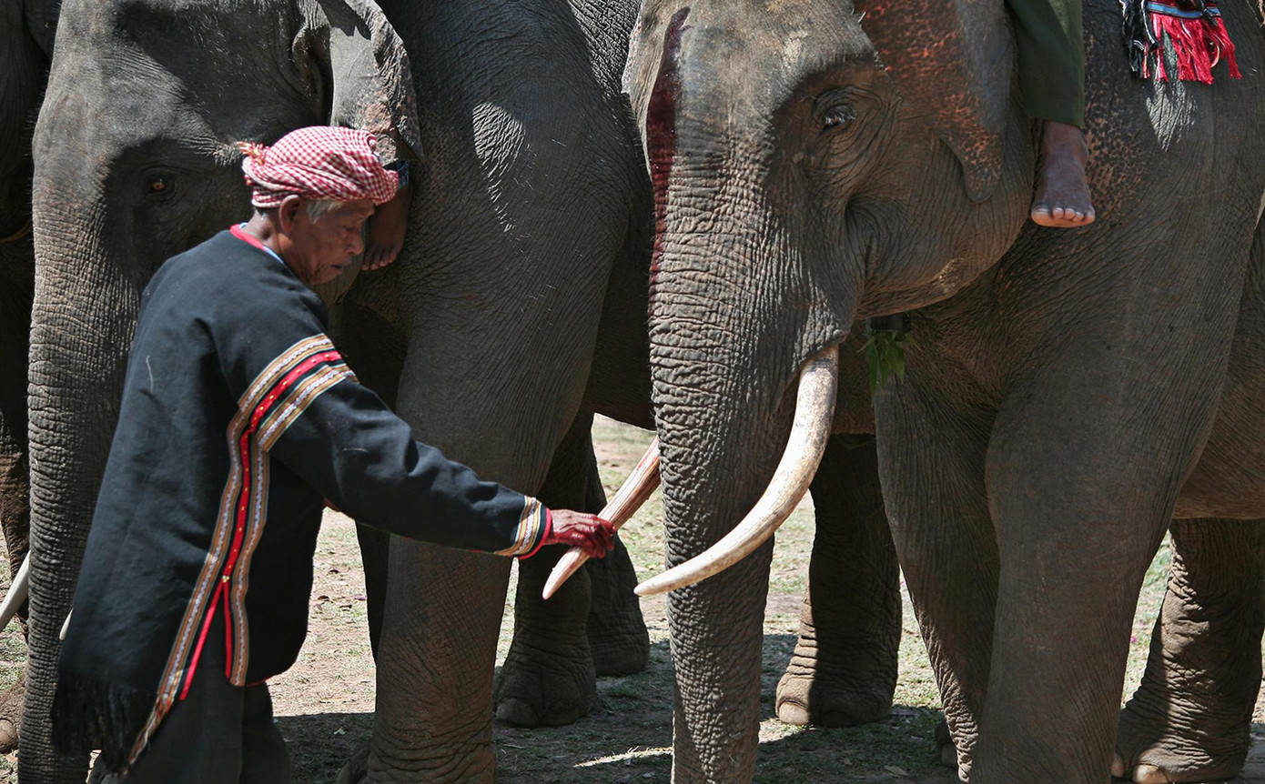 Con voi gắn liền với đời sống văn hóa của người dân Tây Nguyên Con voi gắn liền với đời sống văn hóa của người dân Tây Nguyên