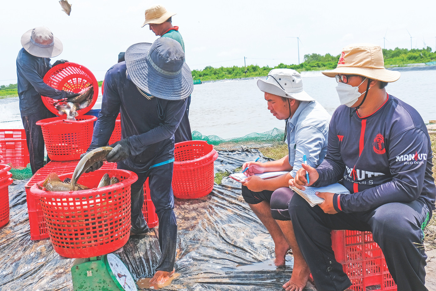 Thu hoạch cá chẽm tại Sóc Trăng Ảnh: Nguyên Anh